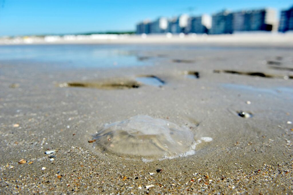Jellyfish shut down four nuclear reactors on Belgian border