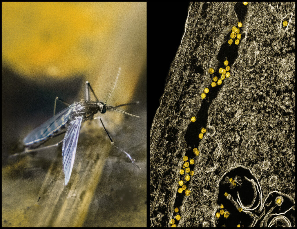 West Nile Virus kills nine in Italy