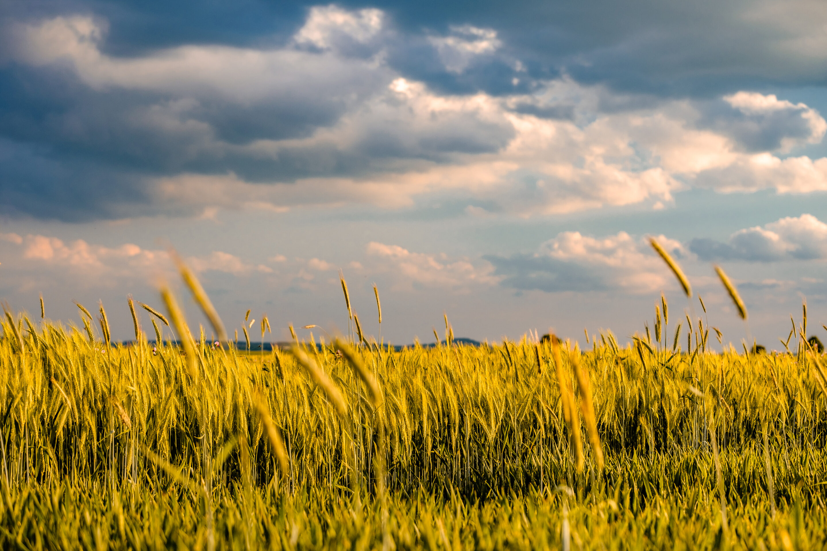 From grain to green: How Belgian brewing turned sustainable