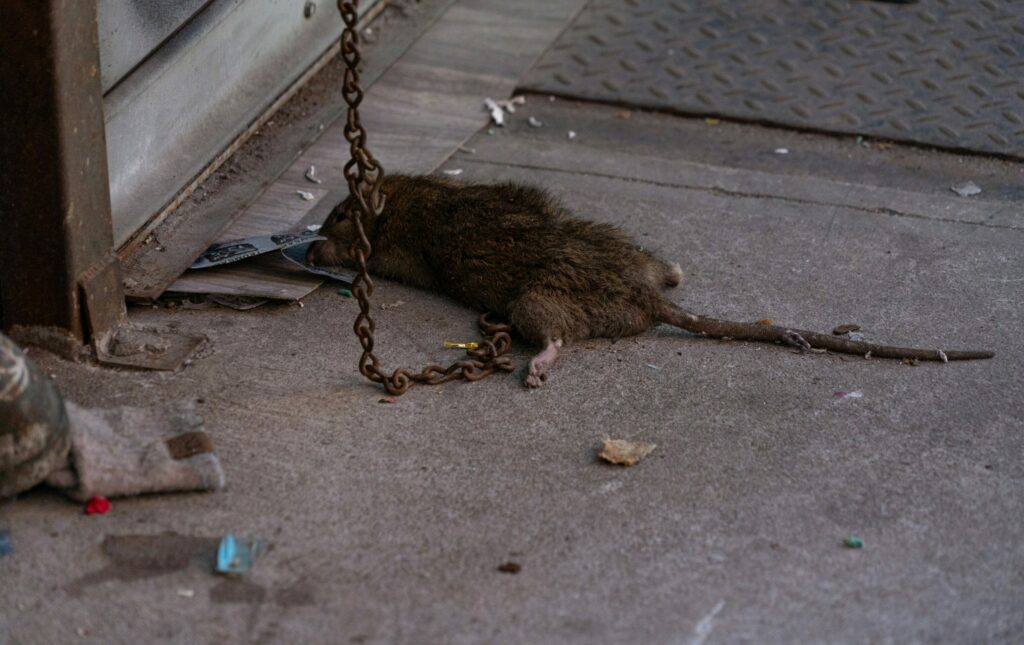 Over half of all rat control interventions in Brussels take place in Laeken