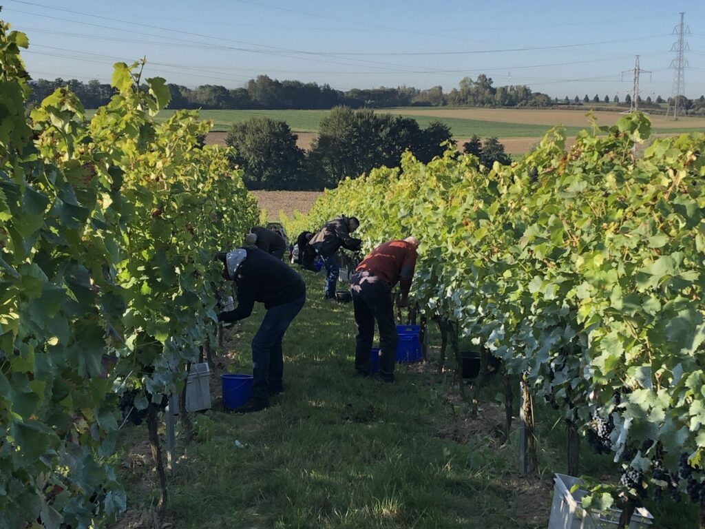 Wallonia's winegrowers prepare for this year's harvest amid signs of a promising yield