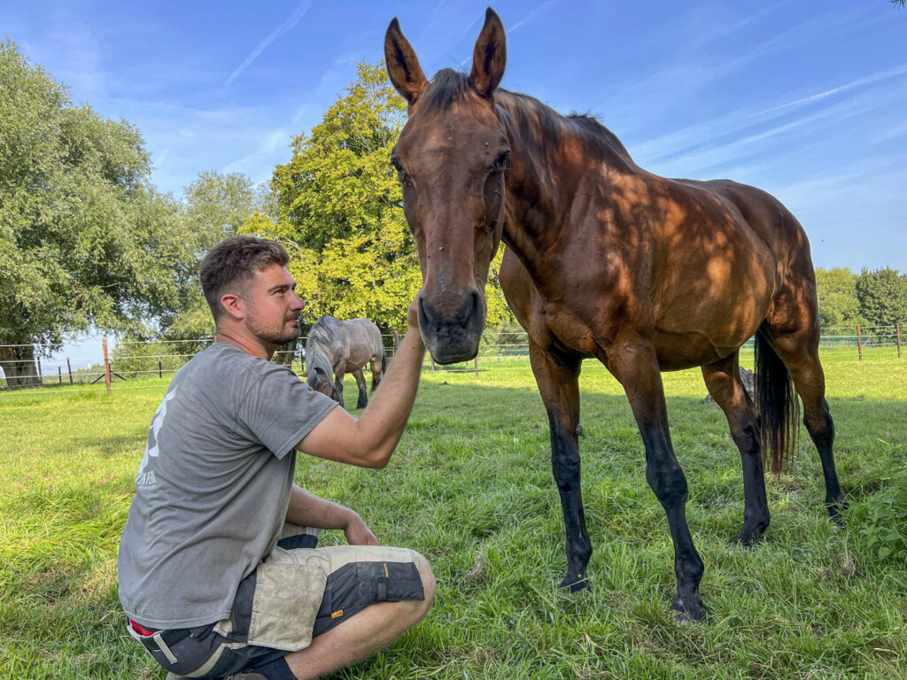 Distressed horses rescued from stable in Baudour, Wallonia