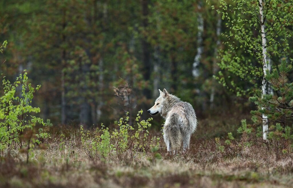 Wolf attack - boy dragged into woods on family walk