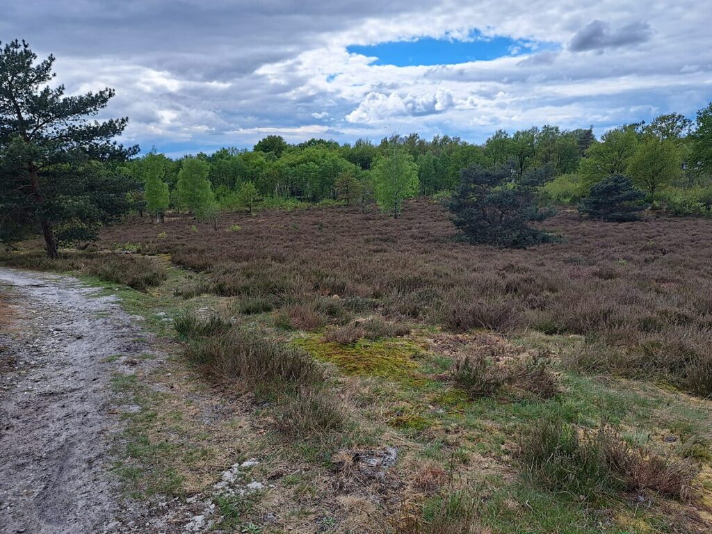 Flanders invests €6.2 million in Genk heathland
