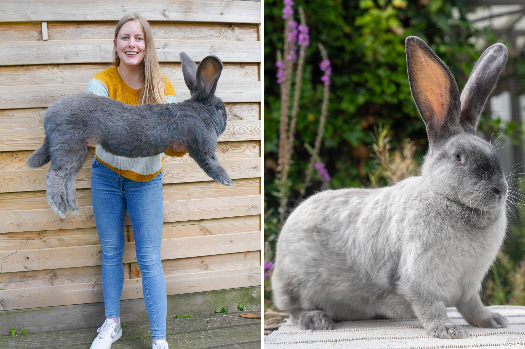 How the Flemish Giant rabbit went from food to family
