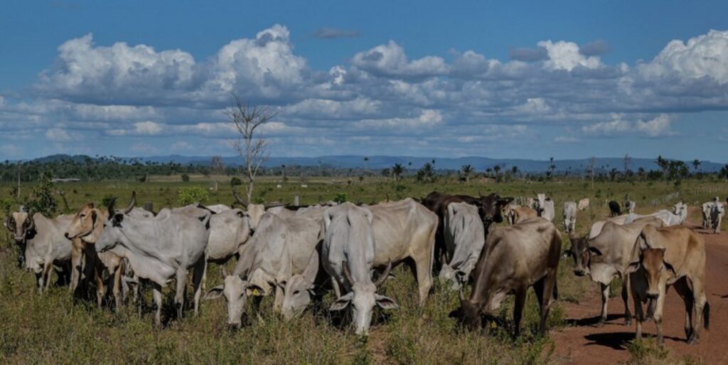 Meat from illegal farms imported into Europe - Greenpeace