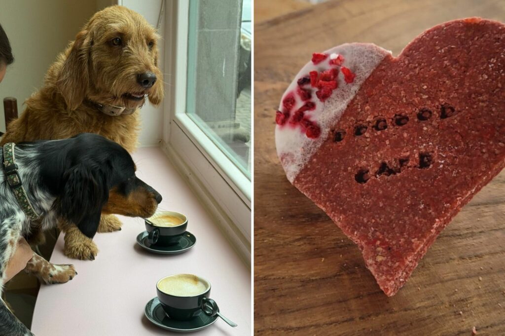 New dog café opens in Brussels