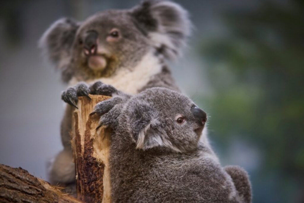 Australia to create more refuge areas to save koalas
