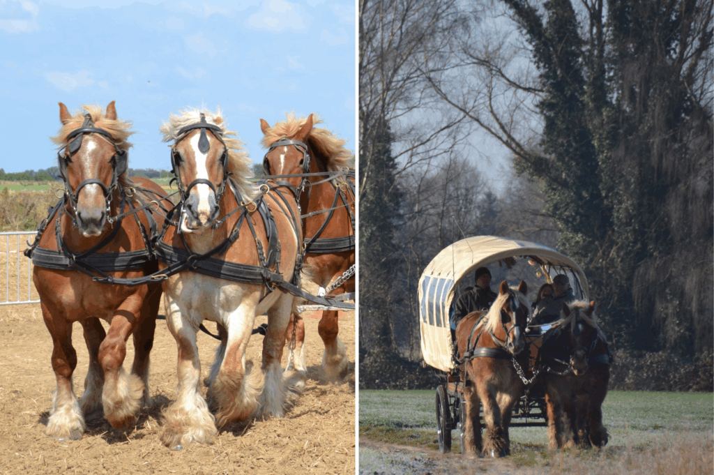 Mane attraction: The last stand of the Brabant draft horse