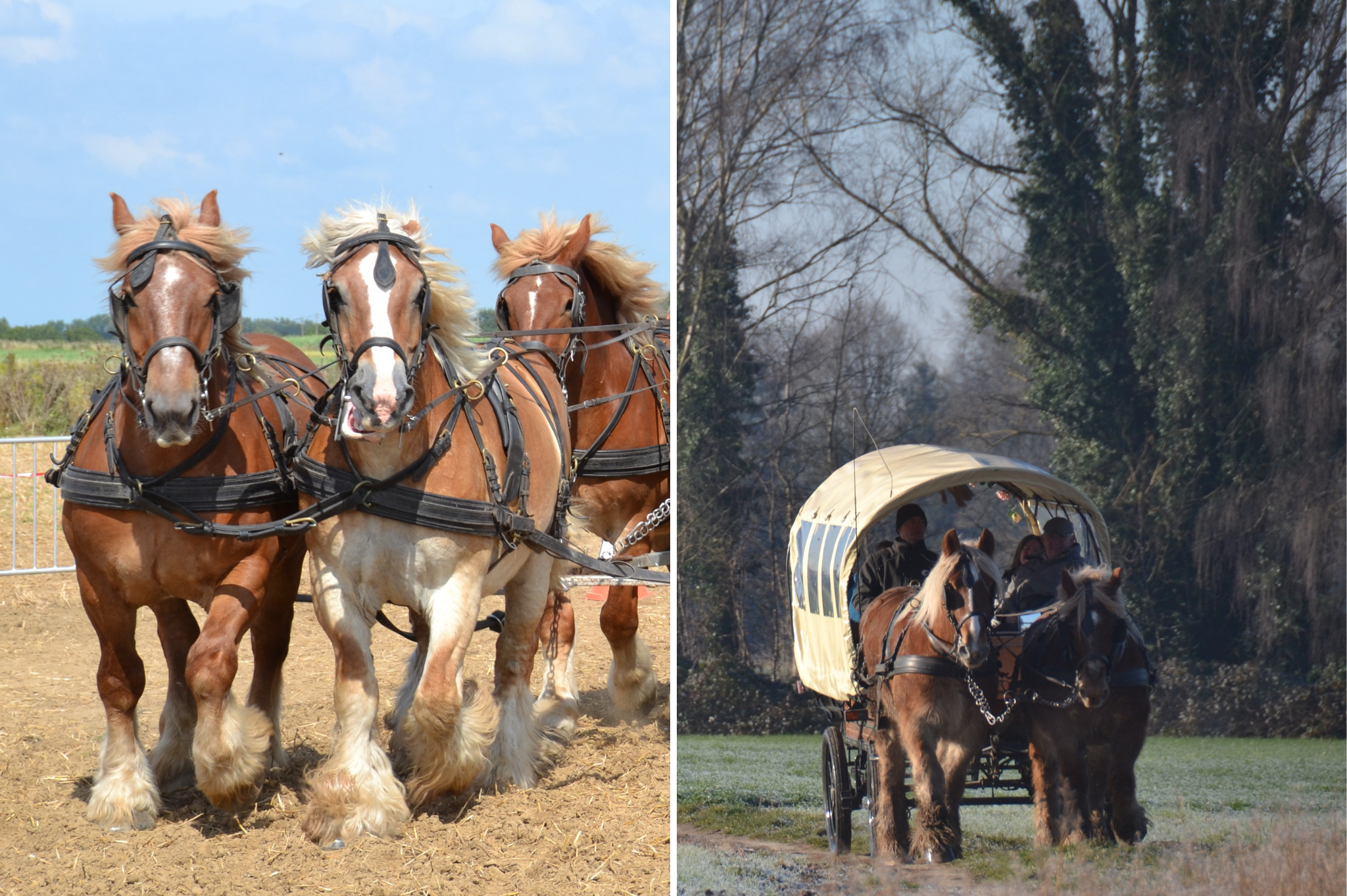 Mane attraction: The last stand of the Brabant draft horse