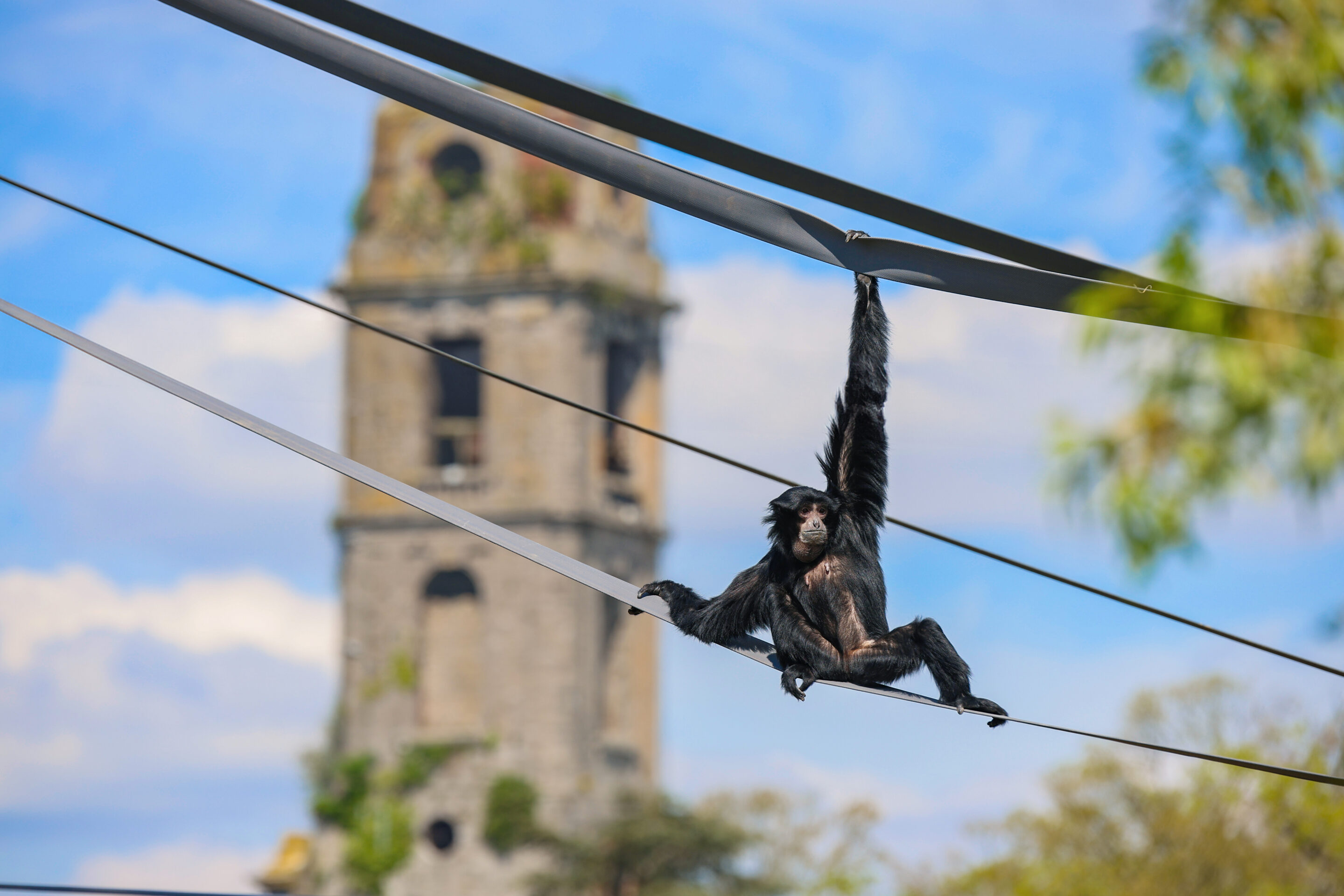 Pairi Daiza's enchanted Eden, from abbey to zoo