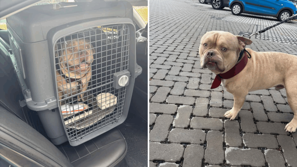 Woman abandons her dog at airport after being told he couldn’t travel