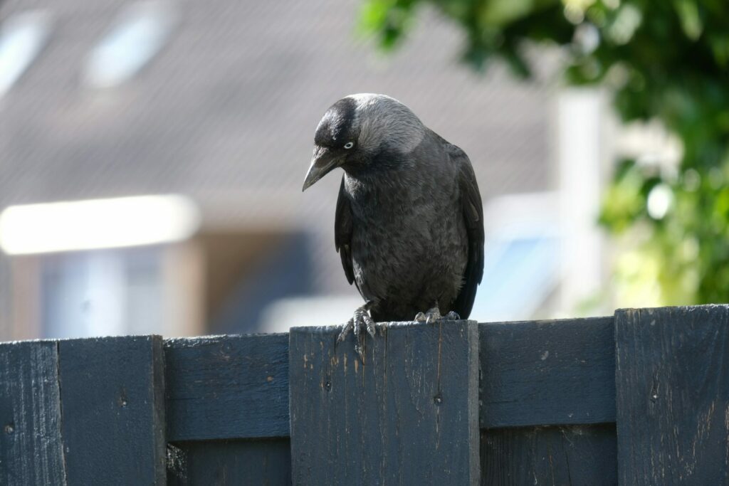 Flemish village plagued by jackdaws