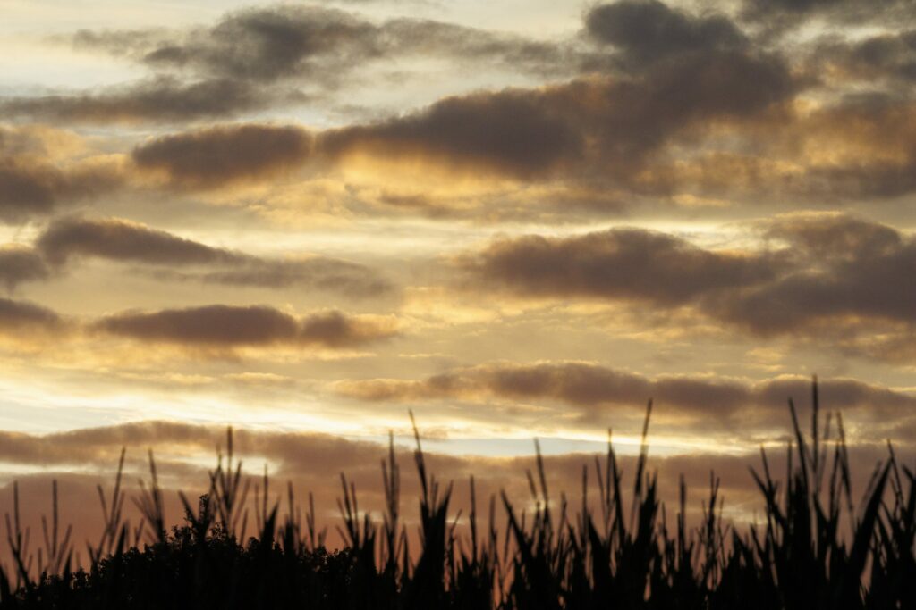 Dry day with sunny spells, fog spreading at night on Wednesday