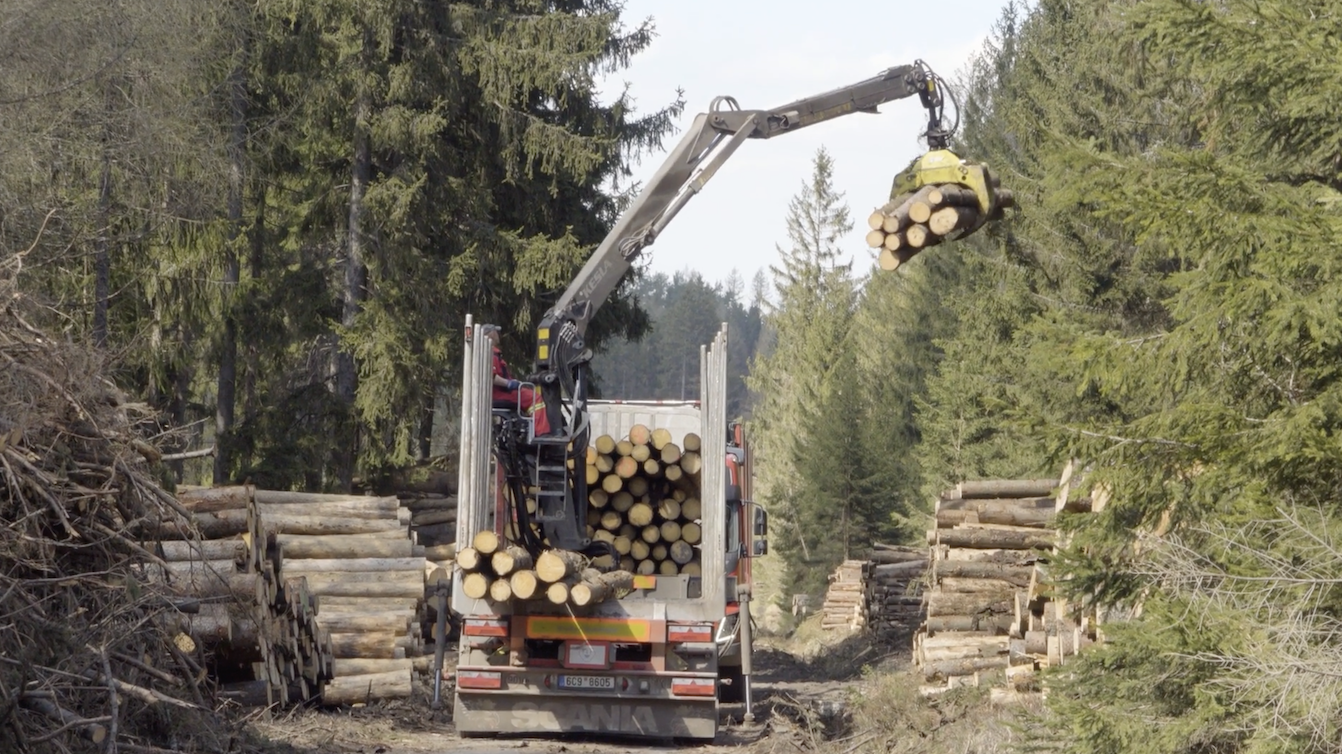 First-mover (dis)advantage