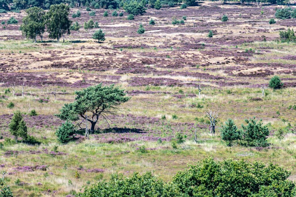 Rand Fire Brigade holds disaster drill due to wildfires