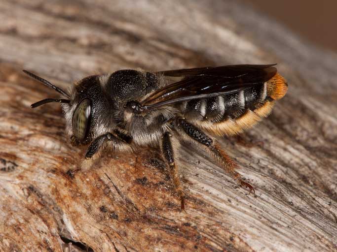 New rare bee species discovered in Belgium