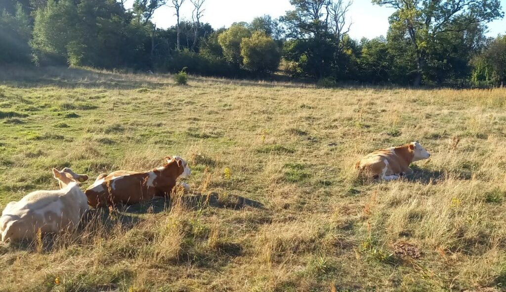 European Commission launches consultation on animal welfare