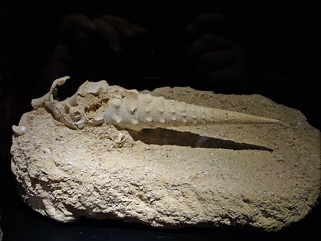 Sea snail fossil makes it possible to assess global warming's effects