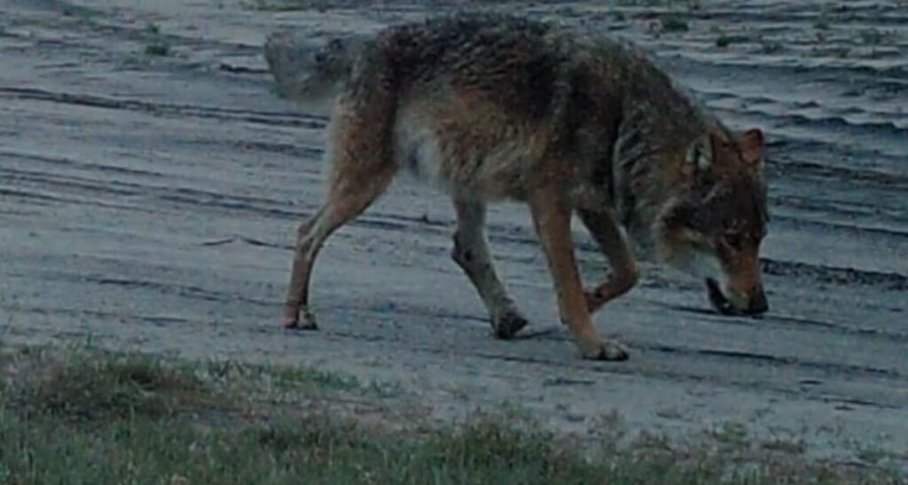 Wolf Maurice missing for weeks and feared dead in Limburg