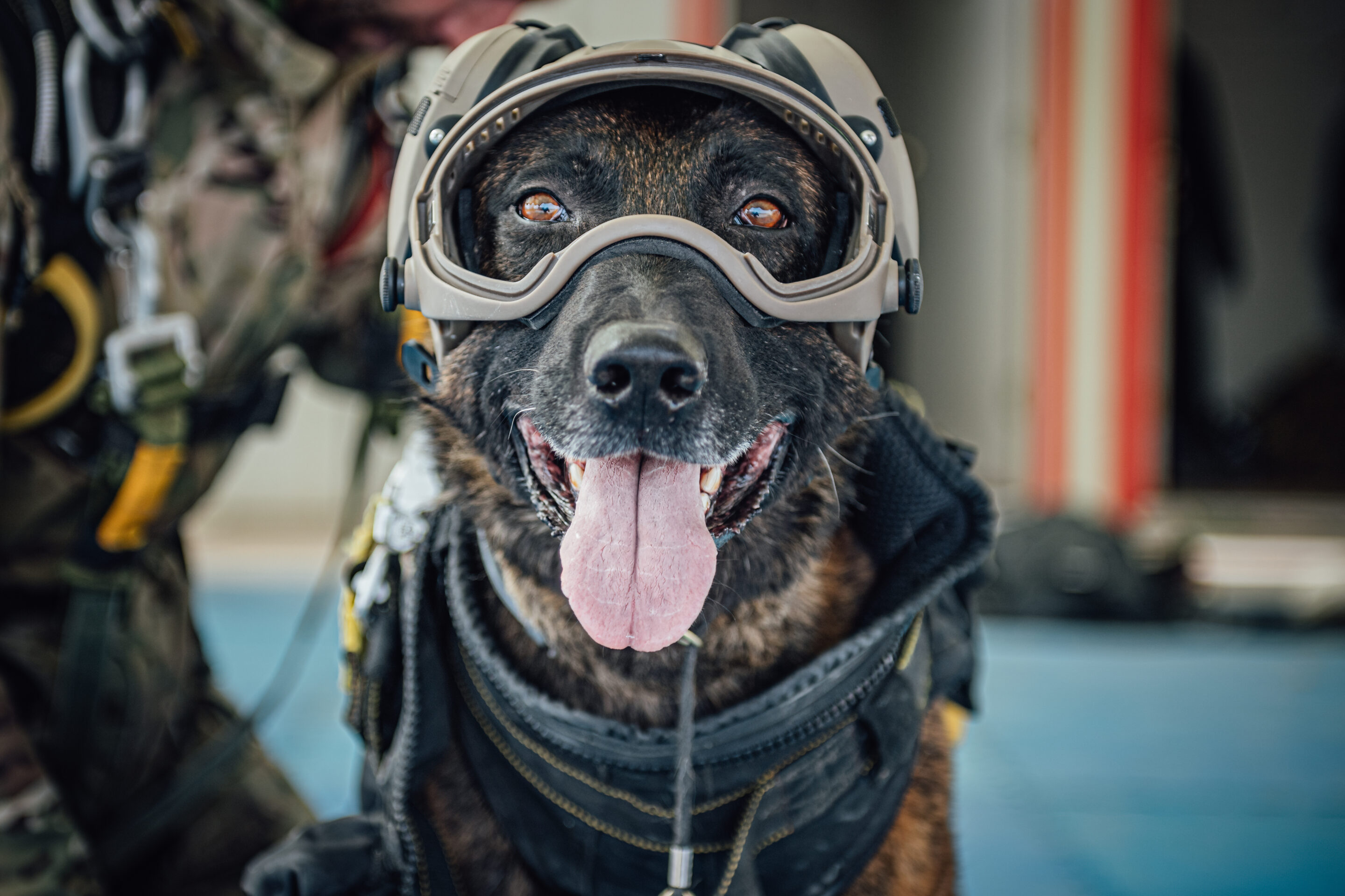 How Belgians turned shepherds into soldiers, stars and soulmates