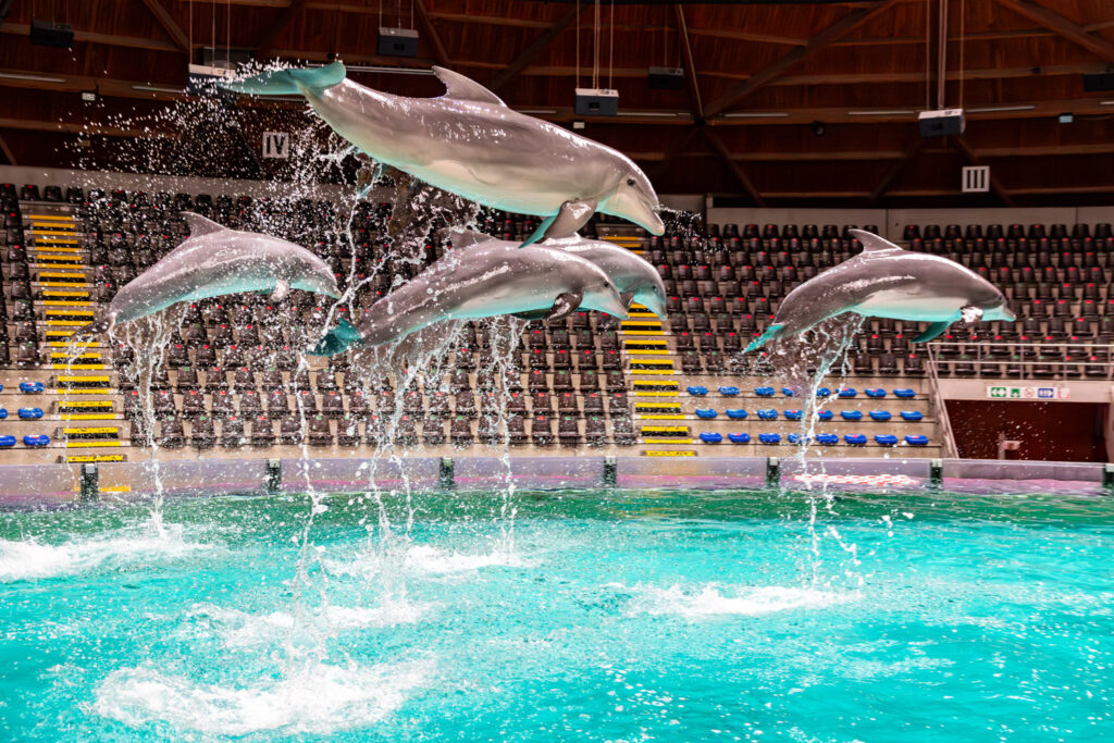 Flanders wants to ban playing with dolphins at theme park