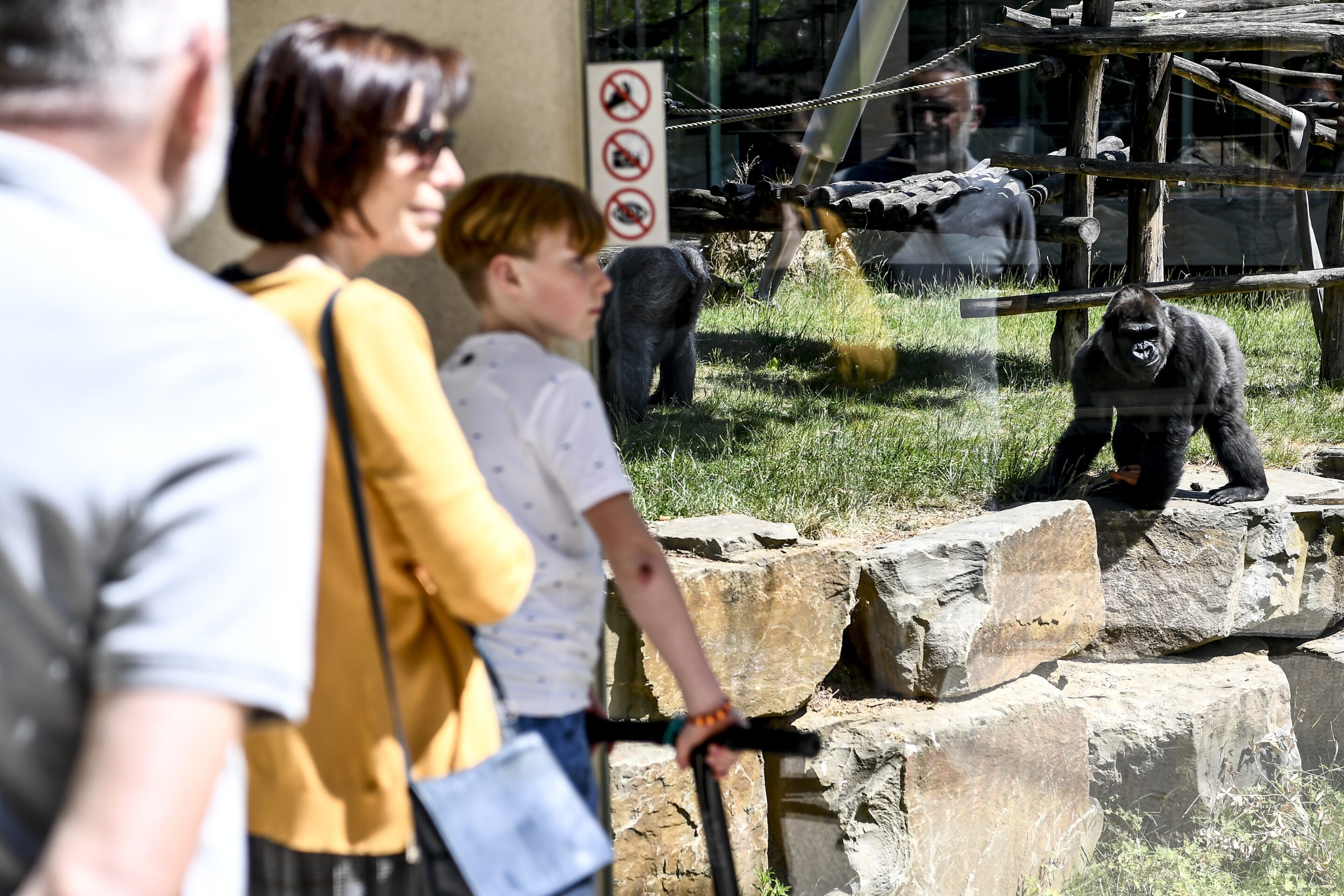 The past and future of Antwerp Zoo