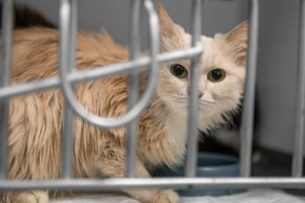 Brussels cat rescuers given new large shelter to help with rising demand