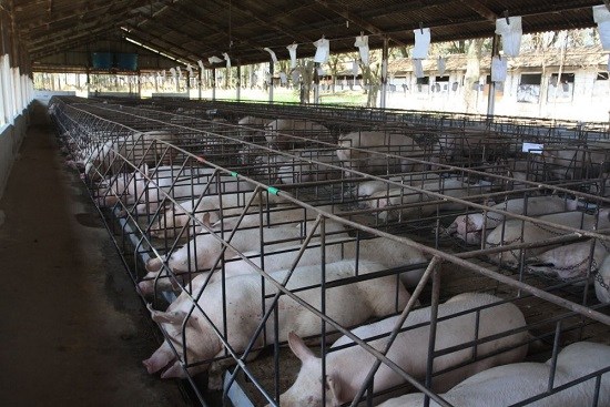 Commission fails to explain lack of animal welfare proposals in work programme