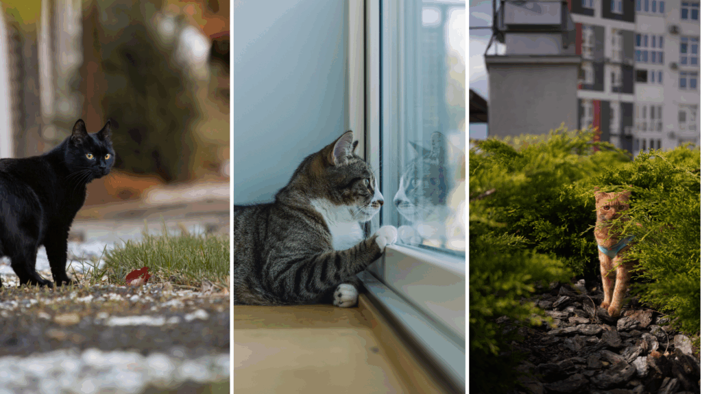 Should cats be allowed to roam free in Belgium?