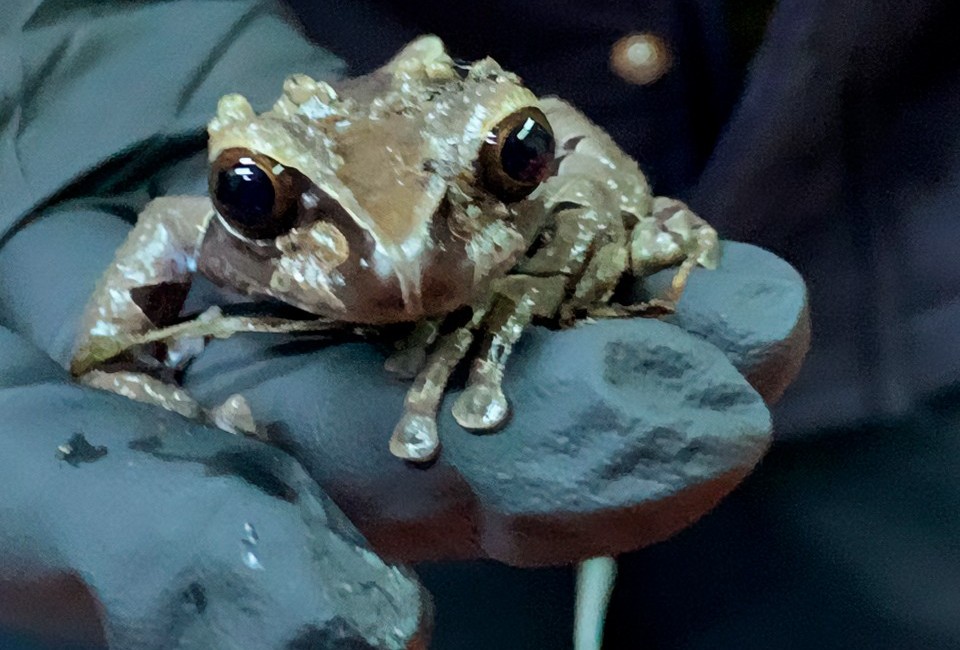 How legal loopholes make EU a destination for illegal wildlife trade