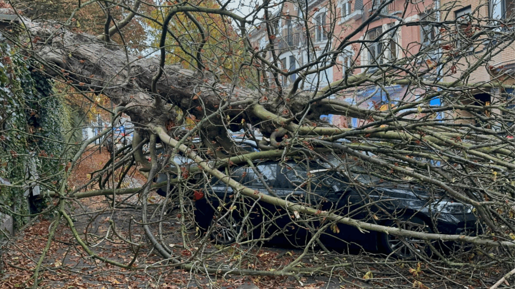 Tree falls on several parked cars in Brussels