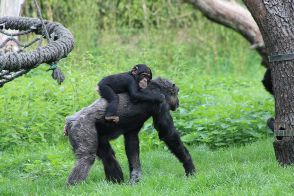 Birth of baby bonobo at Belgian zoo
