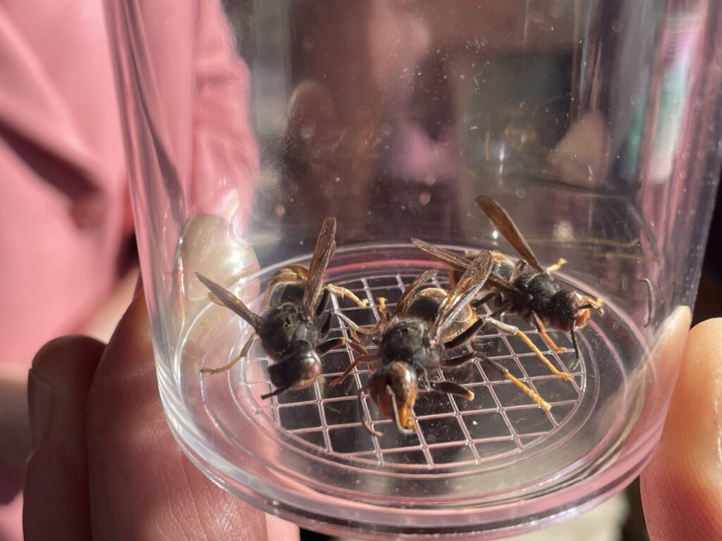 Worker hospitalised after being attacked by Asian hornets in Waterloo