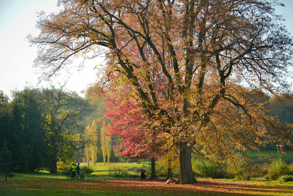 Best places for an autumnal walk in and around Brussels