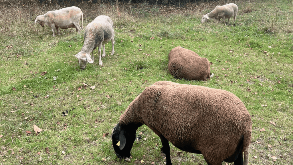 Sheep taken out of 'retirement' for important work in Ixelles Cemetery