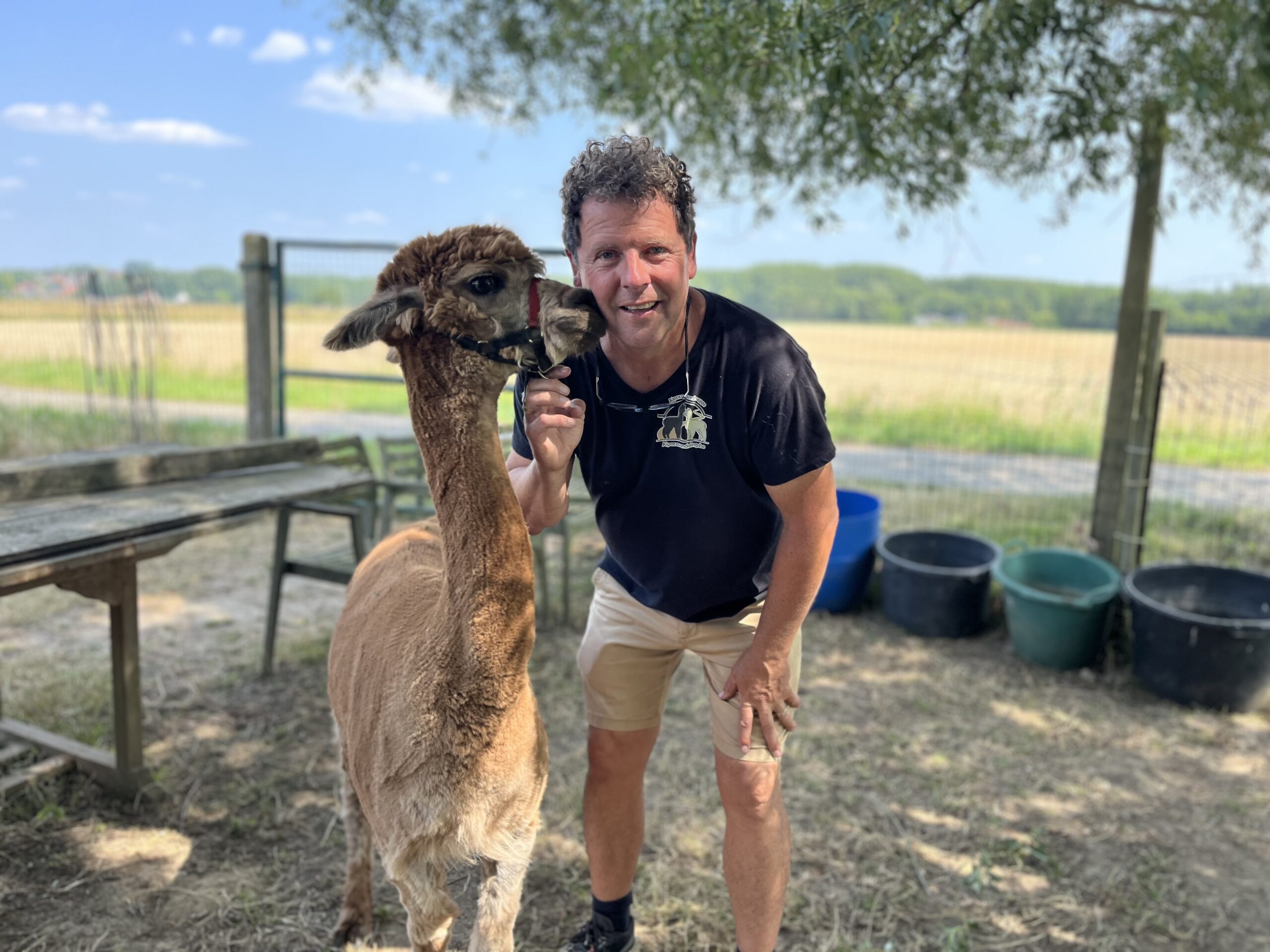 How alpacas became a hype in Belgium