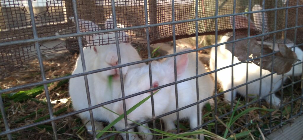 GAIA sounds the alarm on animal testing following experiment that went awry