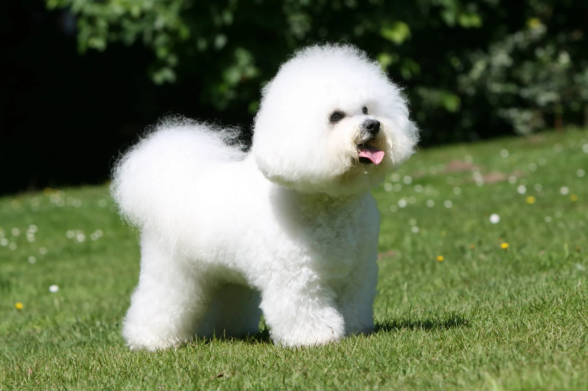 Bichon frisé: The fluffy aristocrat
