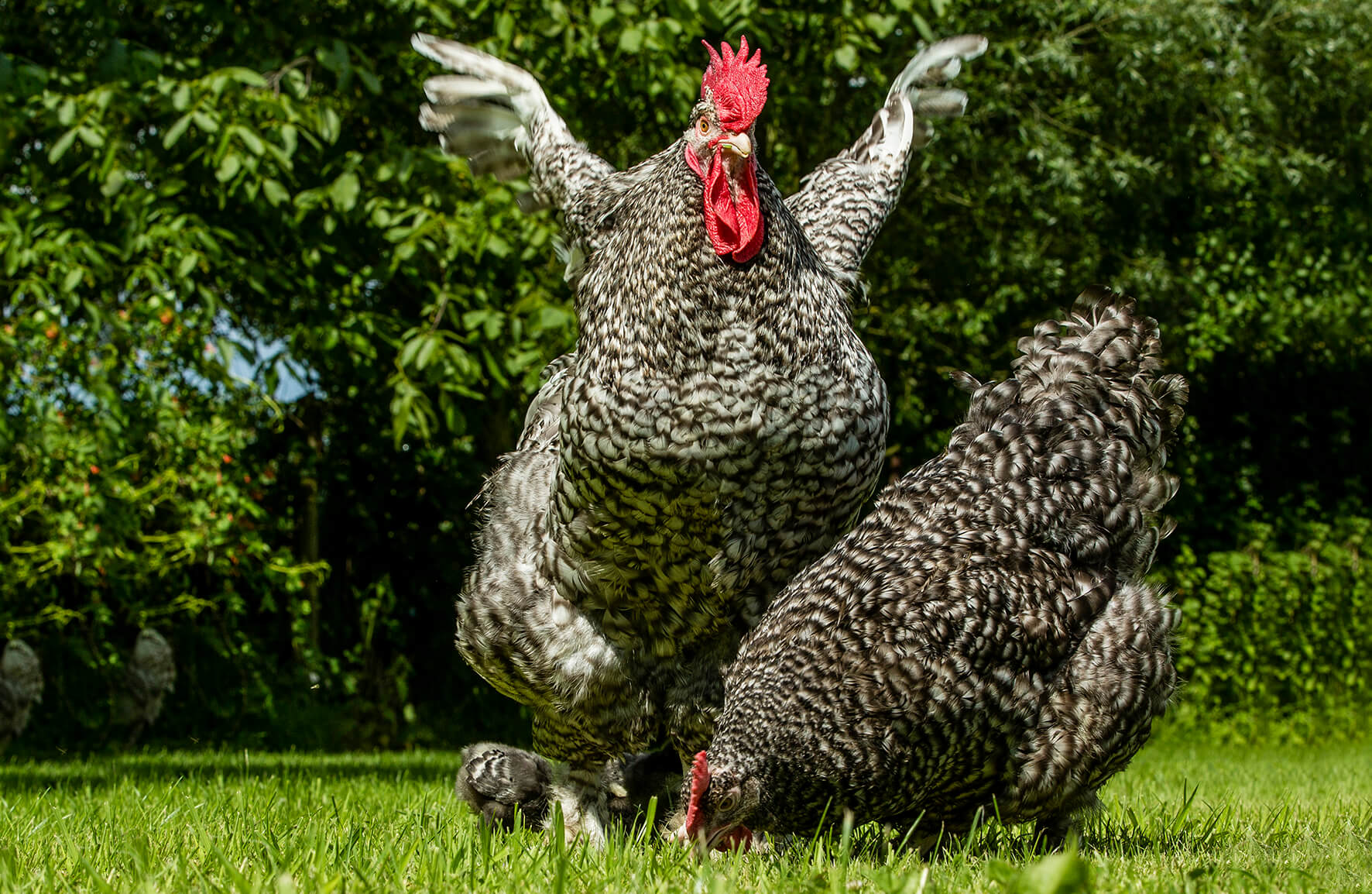 Cluck of the draw: The rise of Mechelen’s mighty chicken