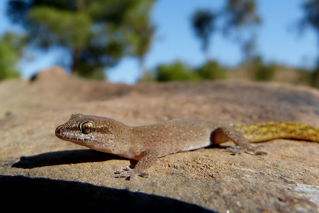 Polish woman finds small lizard in supermarket salad