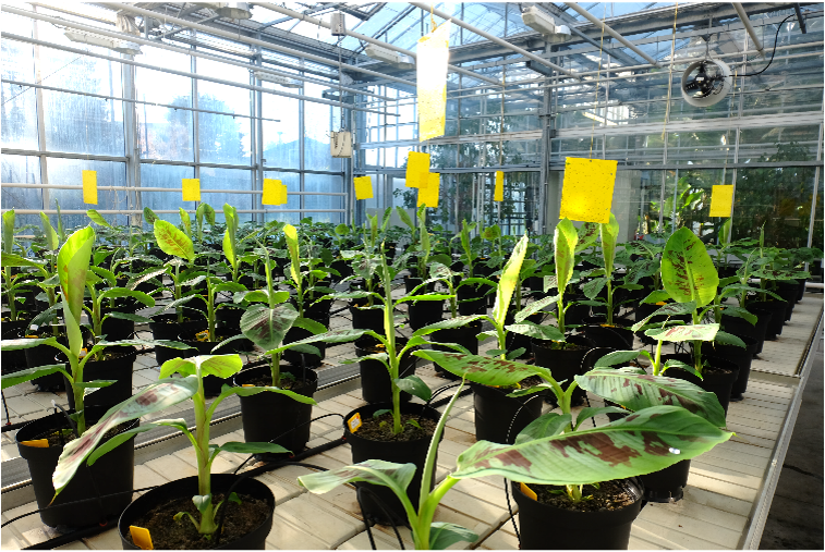 The banana as a geopolitical lever: Understanding Belgium's role in tropical crop research