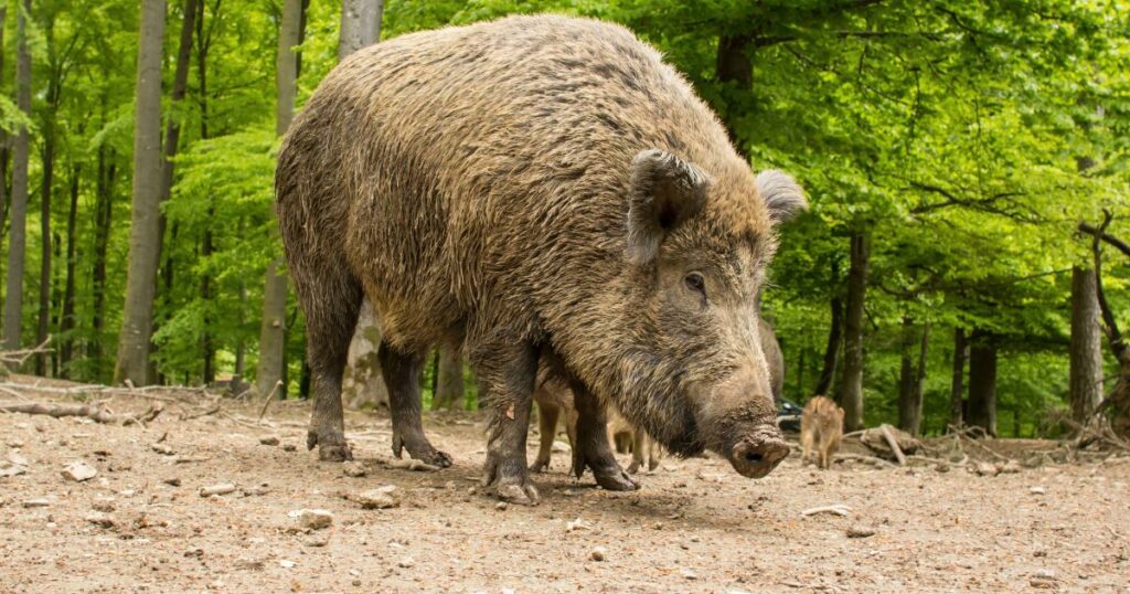 Wild boar crucial for preserving rare European grasslands