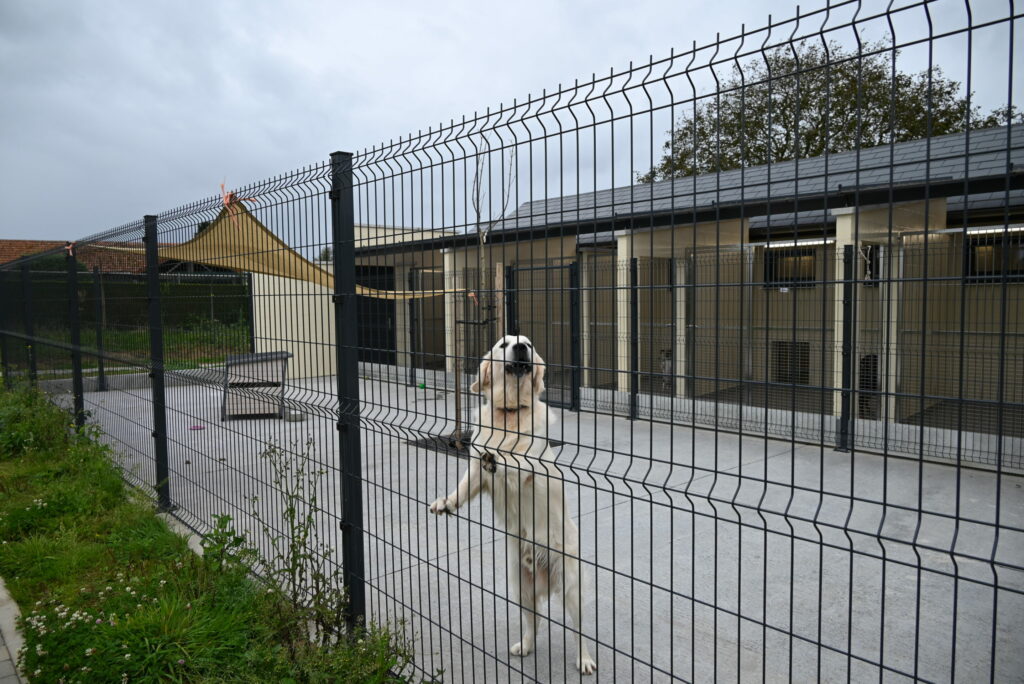 Fewer new animals in Flemish shelters as overcrowding threatens