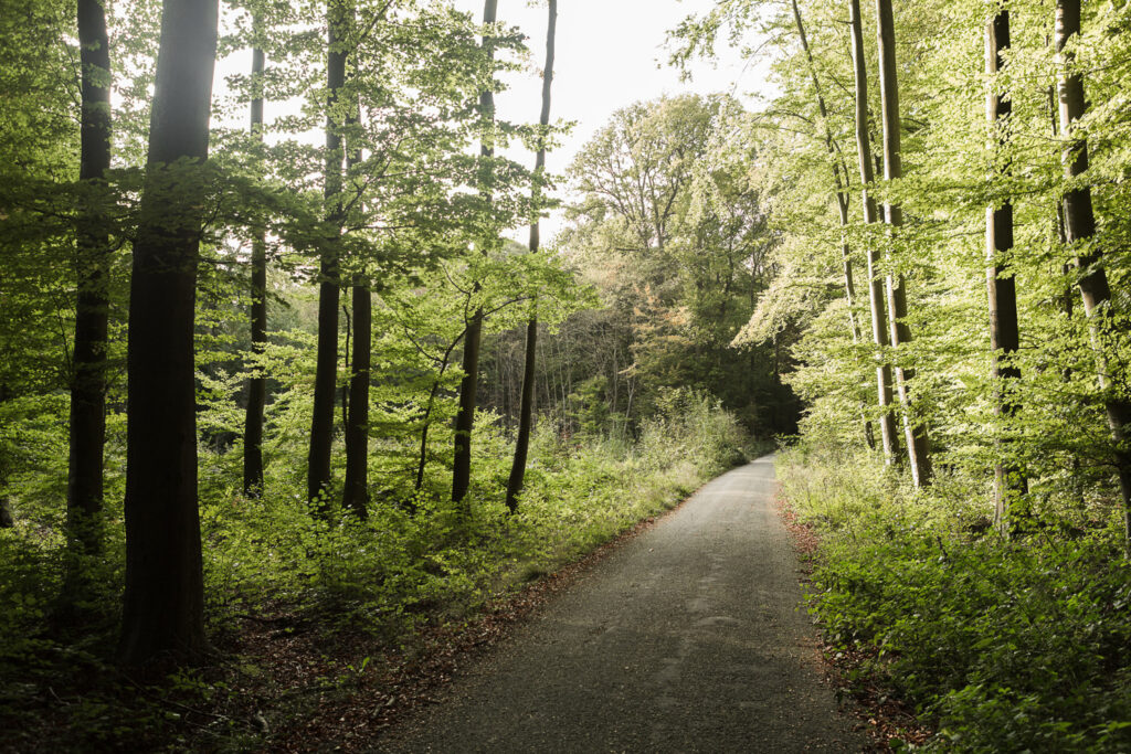 Brussels parks and Sonian Forest will be closed on Saturday due to strong winds