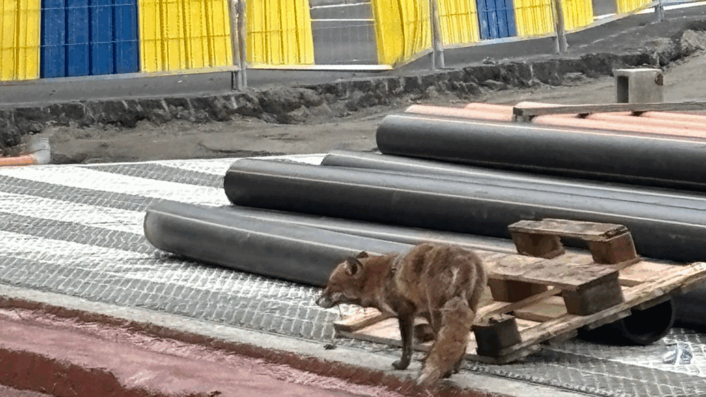 Fox found in Schuman roundabout construction site