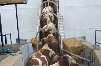 EU requested to act against live animal transport to Türkiye