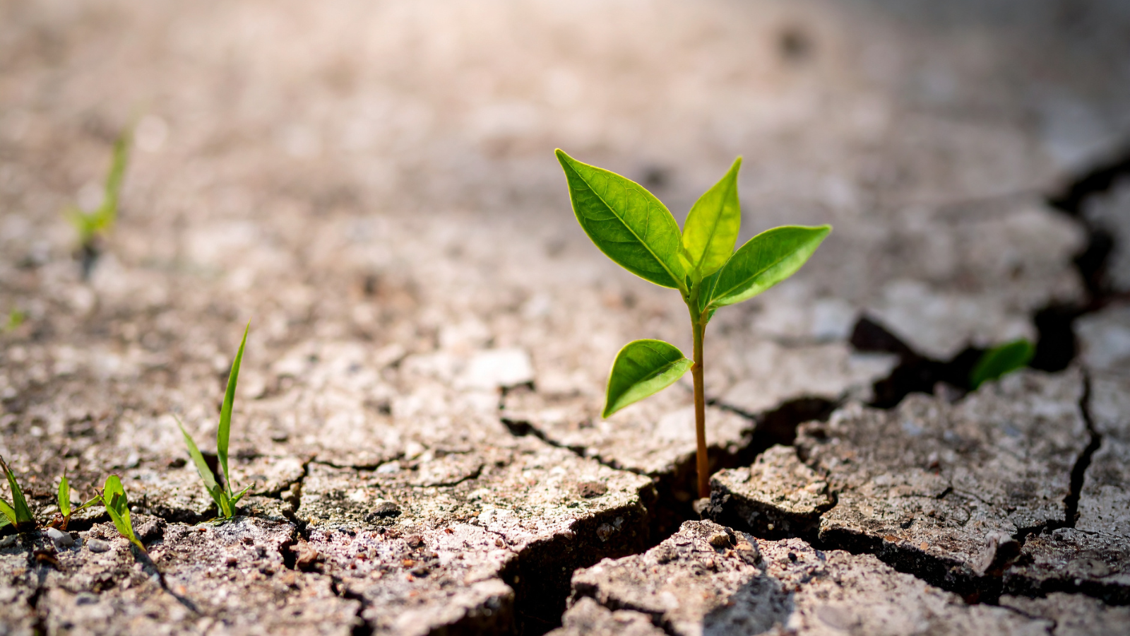 Restore trust and build societal resilience: The battle for European democracy in 2026