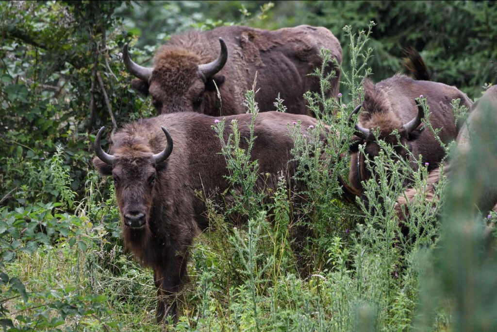 Project aims to return European bison to Belgium