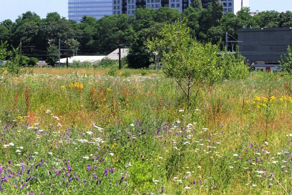 Belgium misses EU deadline on nature restoration due to Brussels Region